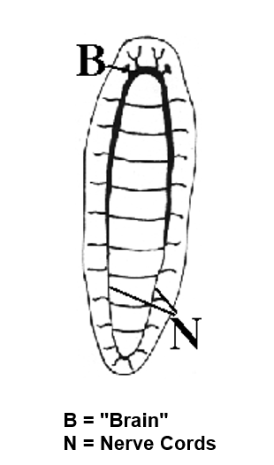 <p>Orthogon type (ladder type)</p>