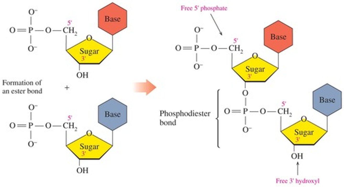 <p>Phosphodiester linkages.</p>