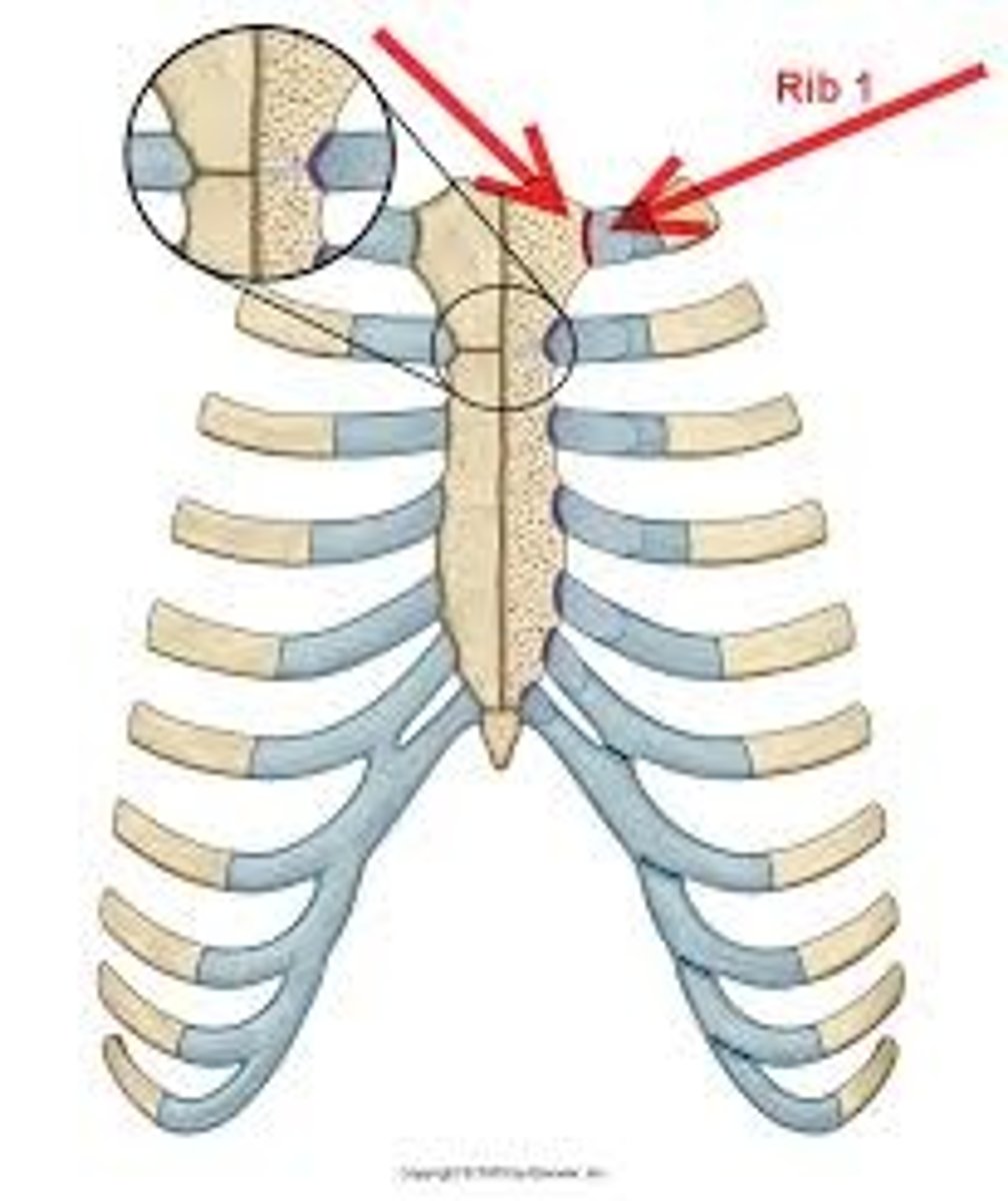 <p>synarthrosis and synchondrosis - starts off cartilaginous and fuses in adulthood</p>