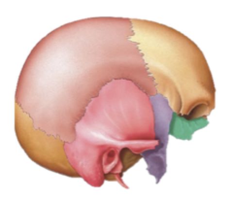 <p>Neurocranium - functions</p>