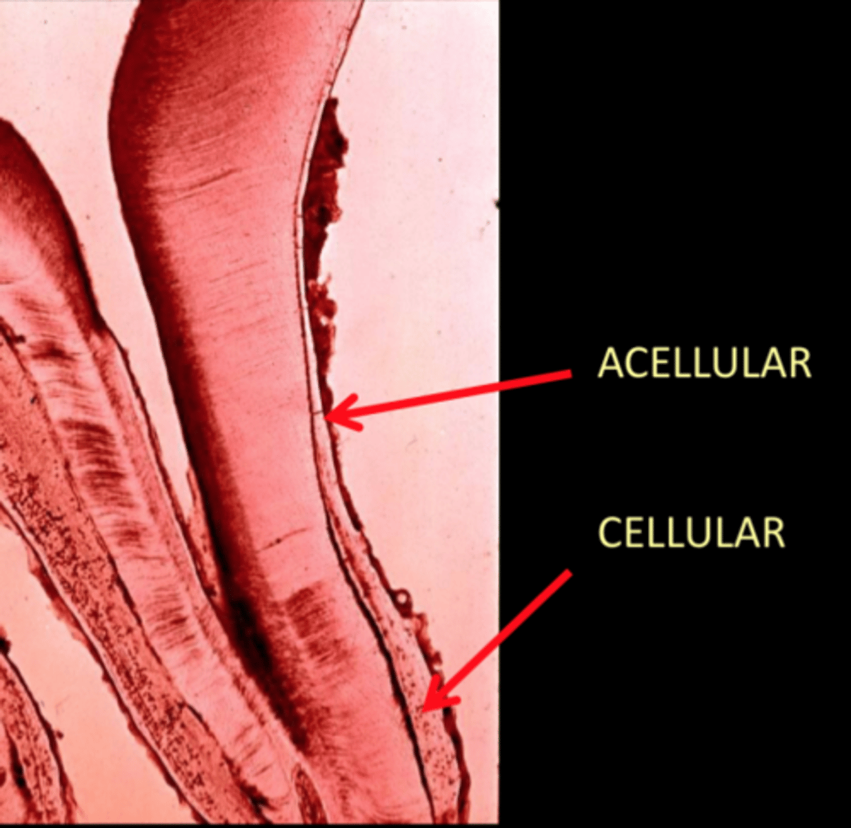<p>Acellular poetion: upper 2/3rds of root</p><p>Cellular portion: lower 1/3rd of the root</p>