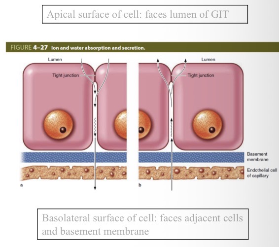 <ul><li><p>Selective absorption = allowing absorption selectively of only certain molecules</p></li><li><p>Molecule absorption regulated based on molecule size, charge and molecular structure </p></li><li><p>Tight junctions - leak-proof gaps between cells → provide cell polarity </p></li></ul><p></p>