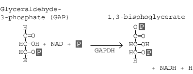 <p>Glyceraldehyde 3-phosphate + NAD+ + Pi » 1,3-biphosphoglycerate + NADH </p>