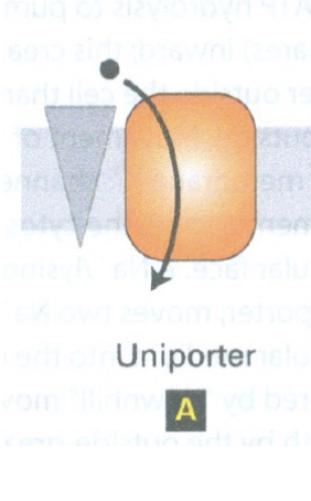 <p>Transport single type of molecule with the gradient </p>