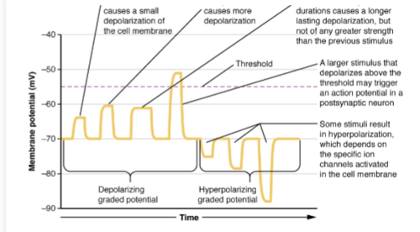 <p>What do graded membrane potentials arise form? What do they not typically involve? </p>