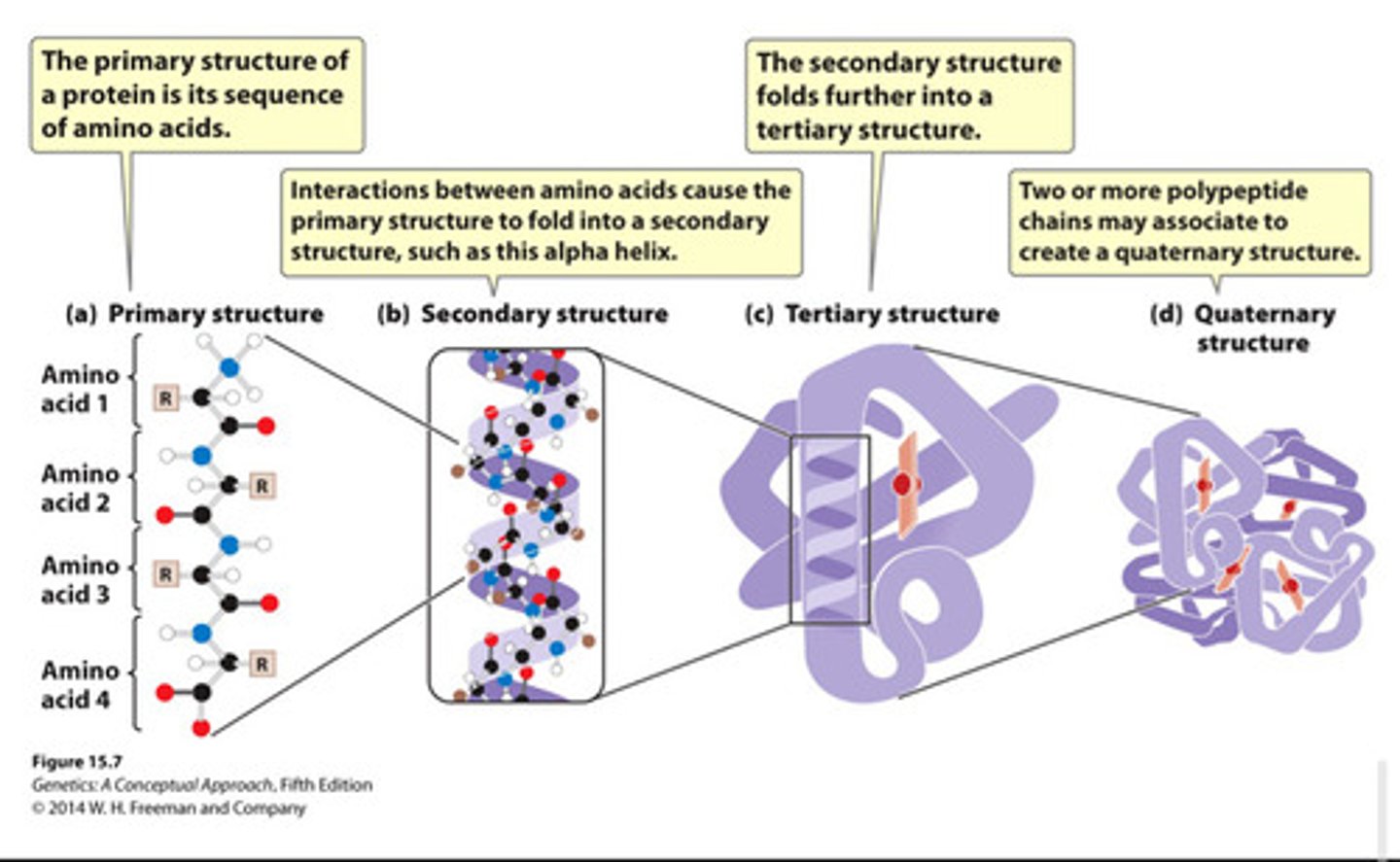 <p>Primary (linear sequence)</p><p>secondary (coiling or folding of a polypeptide due to H-bonding between amino acids)</p><p>tertiary (bending or coiling of secondary structure, stabilized by covalent, hydrogen, van der Waals)</p><p>and quaternary structures (association between two or more polypeptide chains within one protein)</p><p>-chemical interactions between amino acid side chains determine structure and function of the protein</p>