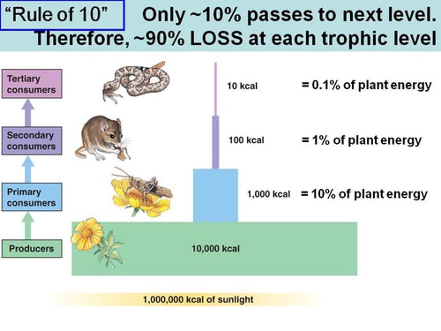 <p>only 10% of the total energy produced at each trophic level is available to the next level when something is eaten.</p><p>The other 90 % of energy:</p><p>Passes out in waste</p><p>Given off as body heat</p><p>Used by organism during life processes</p>