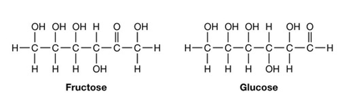 <p>The building block of a carbohydrate; a single sugar.</p><p>Ex. Glucose, Ribose</p>