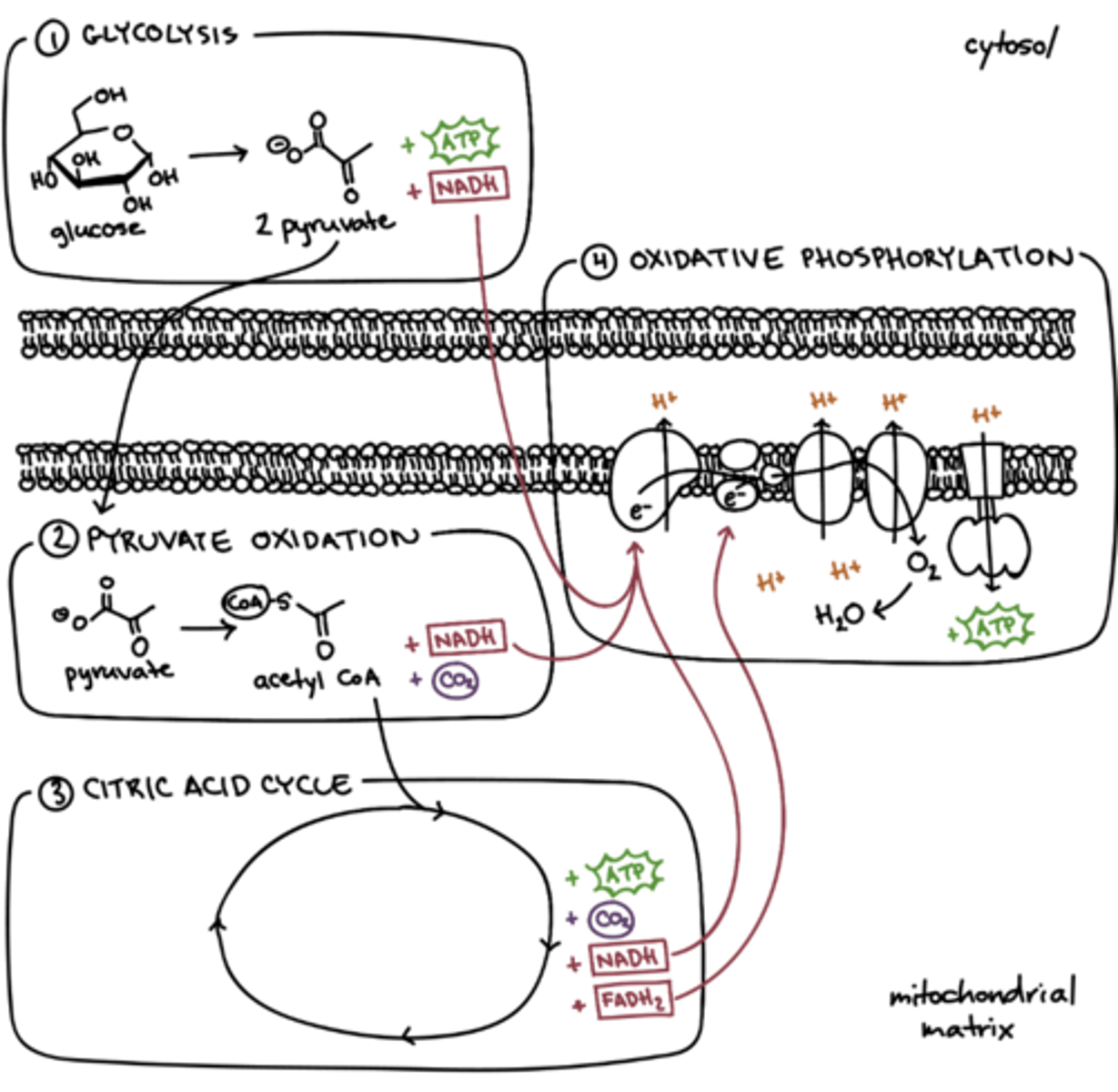 <p>"releases energy by breaking down glucose": in the presence of oxygen</p>