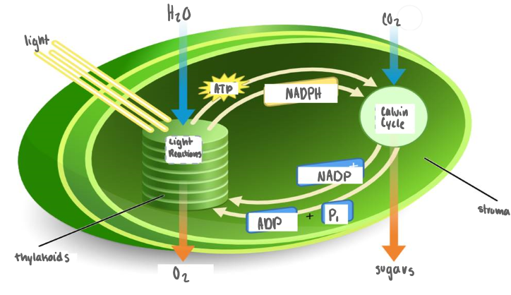 <p>Light, H20</p><p>Light Reaction, Thylakoids</p><p>ATP, NADPH</p><p>C02</p><p>Calvin Cycle, Stroma</p><p>NADP+, ADP + P1</p><p>Sugars</p>