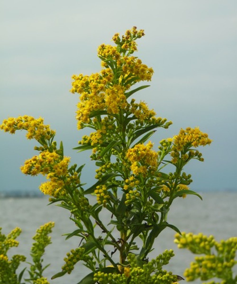 <p>Thick, succulent leaves; large golden flower heads; salt-tolerant; Sandy Hook, Cheesequake.</p>