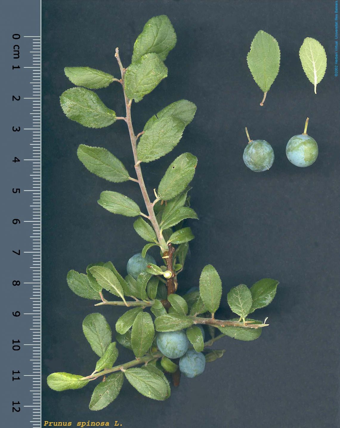 knowt flashcard image