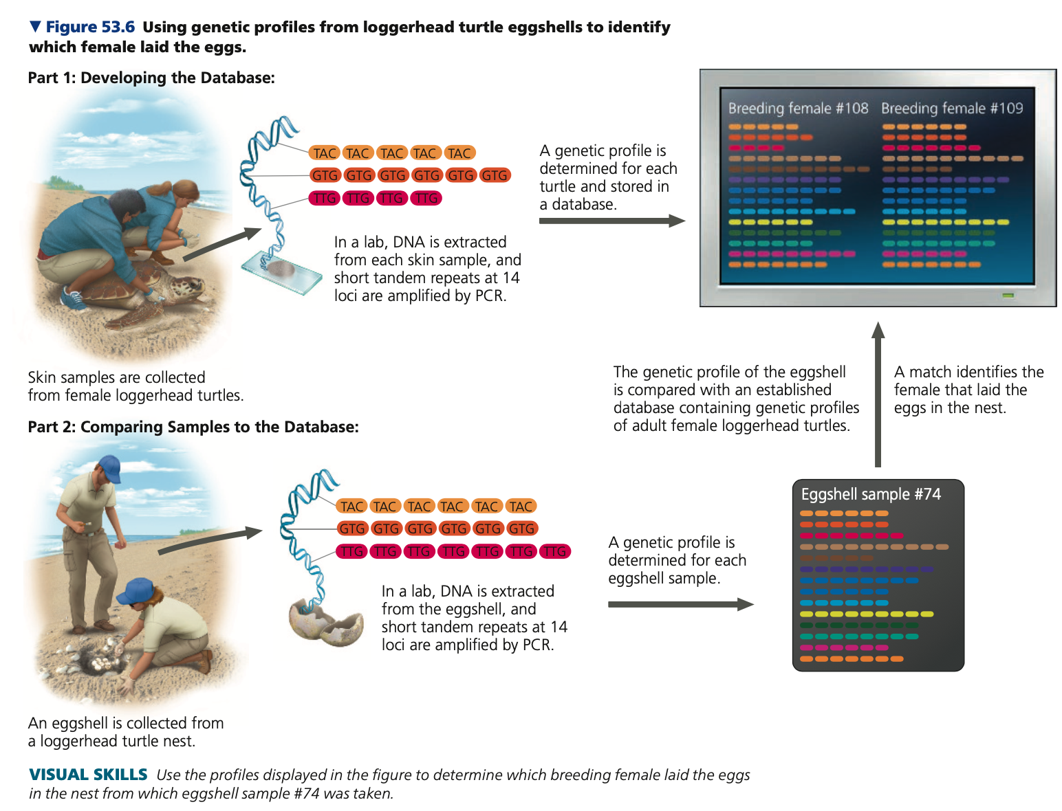 Reproductive rates
● The simplest way to describe the reproductive pattern of a population is to identify how reproductive output varies with the number of ______ females and their ages.
● Approaches:
1. direct counts
2. mark-recapture method
3. molecular method
■ Ex. using _____ profiles from loggerhead turtle eggshells to identify which female laid the eggs