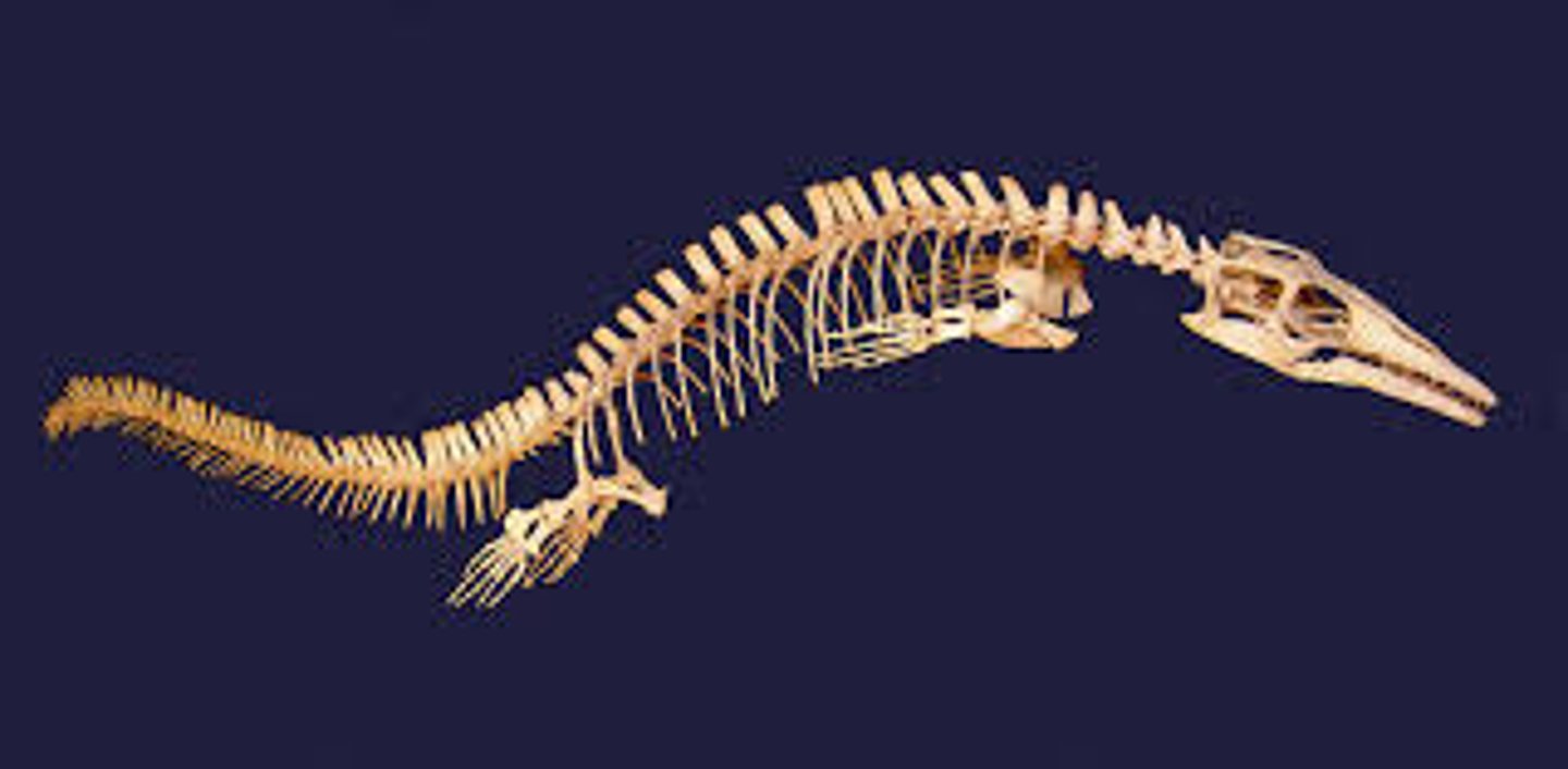 <p>This diverse phylum of animals is defined by having a notochord, dorsal hollow nerve cord, pharyngeal slits, and a post-anal tail at some stage in their development</p>