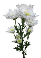 <p>What is its physiological maturity and commercial maturity? </p>