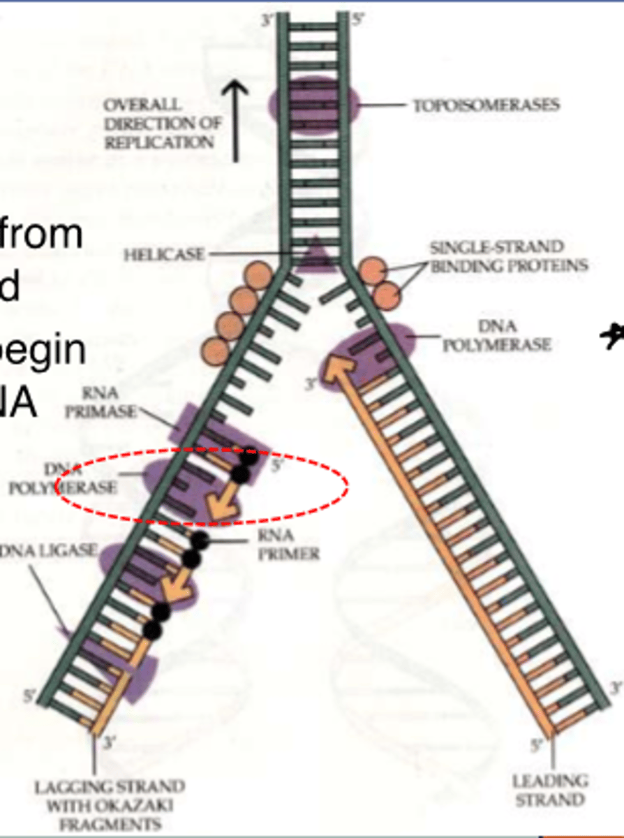 <p>RNA Primase</p>