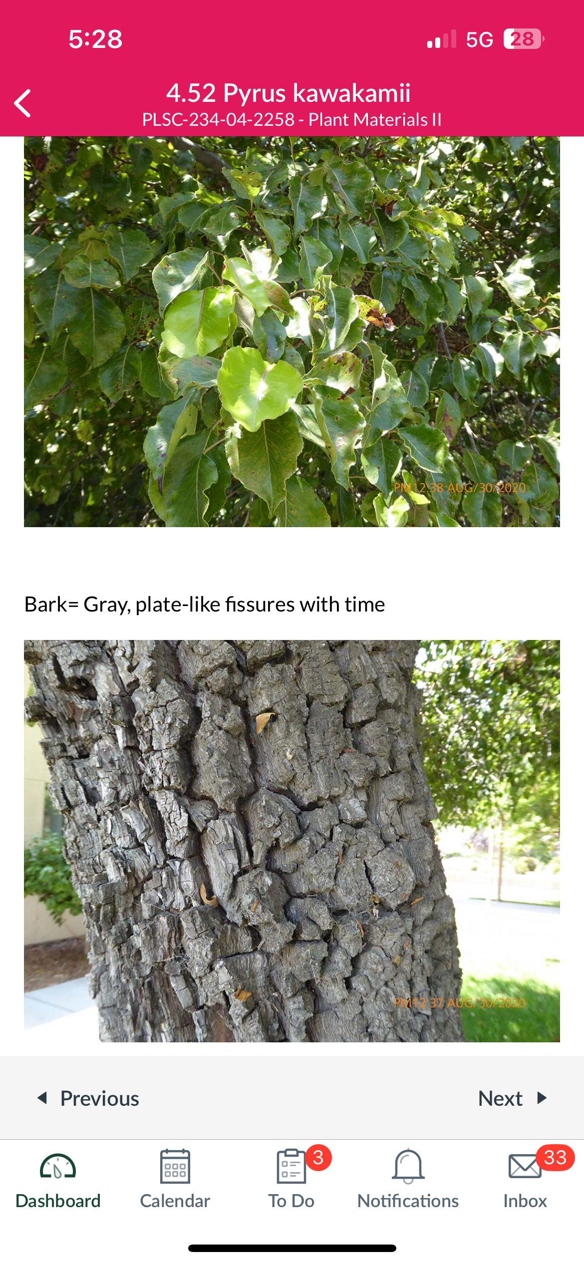 <p>Pyrus kawakamii</p>