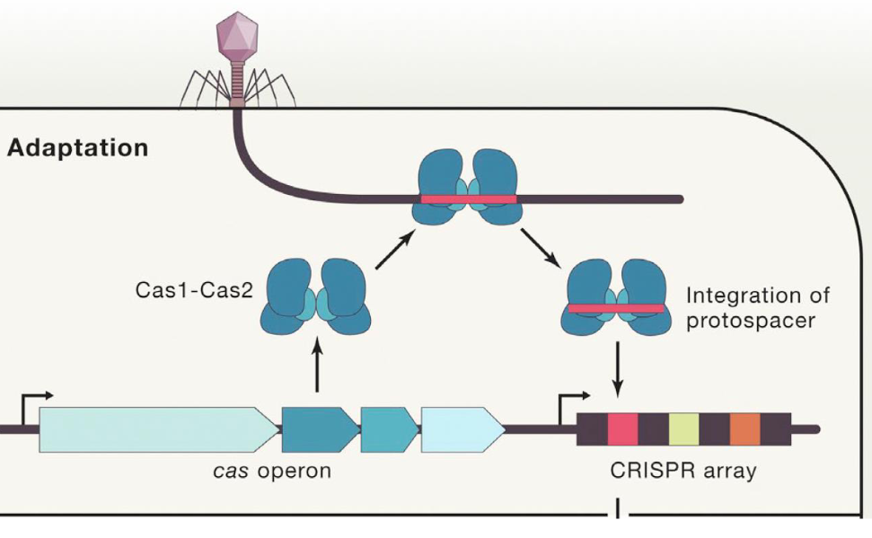 <p>The first step in the CRISPR-Cas9 bacterial immune system response against viruses</p><ul><li><p>Virus injects viral DNA into the bacterium</p></li><li><p>Bacterial Cas1 and Cas2 enzymes cleave a segment of the viral DNA (<strong><mark data-color="yellow" style="background-color: yellow; color: inherit;">protospacer</mark></strong>) and integrate the protospacer into the <strong><mark data-color="yellow" style="background-color: yellow; color: inherit;">CRISPR DNA arra</mark>y</strong> in the bacterial genome</p></li></ul><p></p>