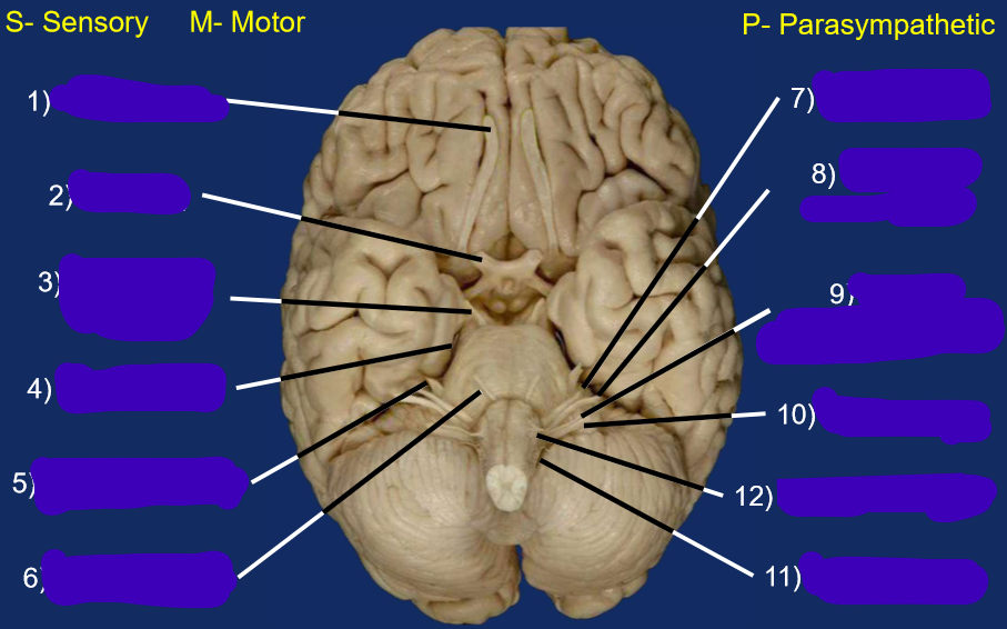<p>label the cranial nerves</p><ul><li><p>sensory or motor </p></li><li><p>are they parasympathetic </p></li></ul><p></p>
