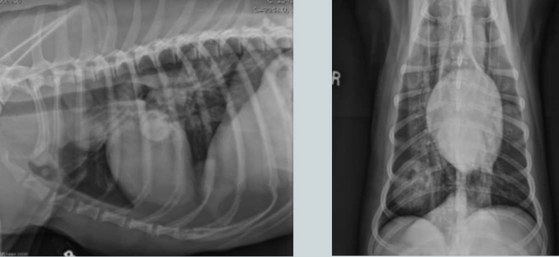 <p>Lung pattern? </p>