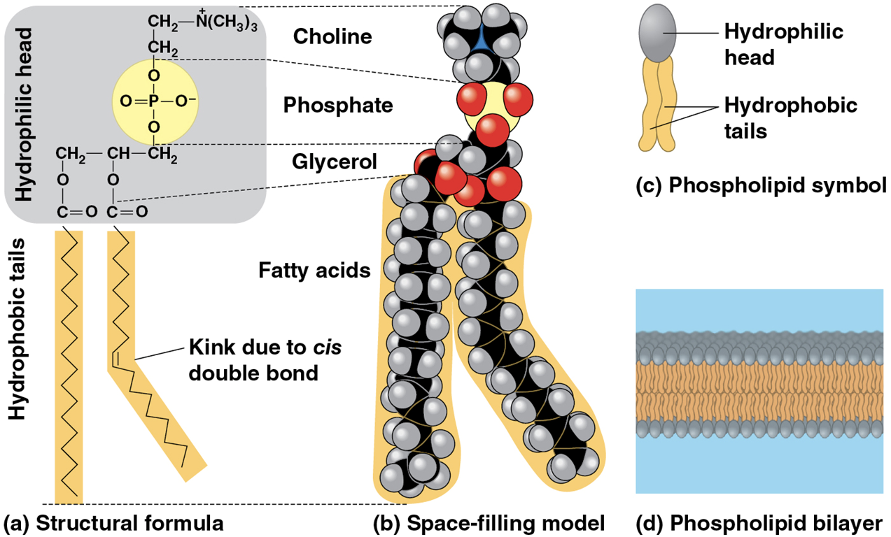 <ul><li><p>two fatty acids and a phosphate group are attached to glycerol</p></li><li><p>two fatty acid <strong><u>tails</u></strong> are<strong><u> hydrophobic</u><em>,</em></strong> but the phosphate group and its attachments form a <strong><u>hydrophilic</u></strong> <strong><u>head</u></strong></p></li><li><p><em>(note) when added to water, they self-assemble into a bilayer, with the hydrophobic tails pointing toward interior</em></p><ul><li><p><em>bilayer forms boundary between cell and external environment</em></p></li></ul></li></ul><p></p>