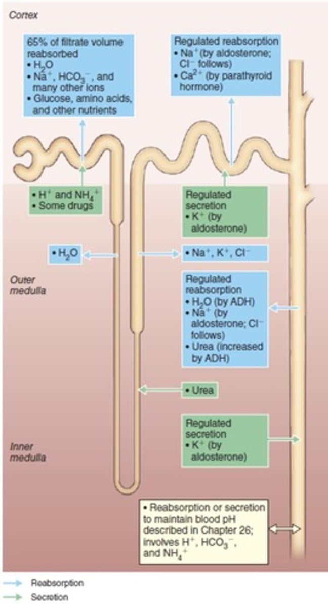 <p>Kidneys are retroperitoneal, partly protected by the lower ribs.</p>