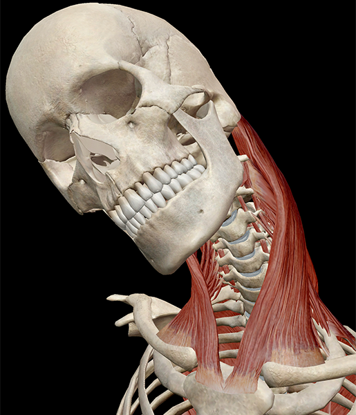 <p>Origin: Clavicle</p><p style="text-align: start">Insertion: Mastoid process</p><p style="text-align: start">Action: Flexes shoulder and neck,head and shoulders</p>