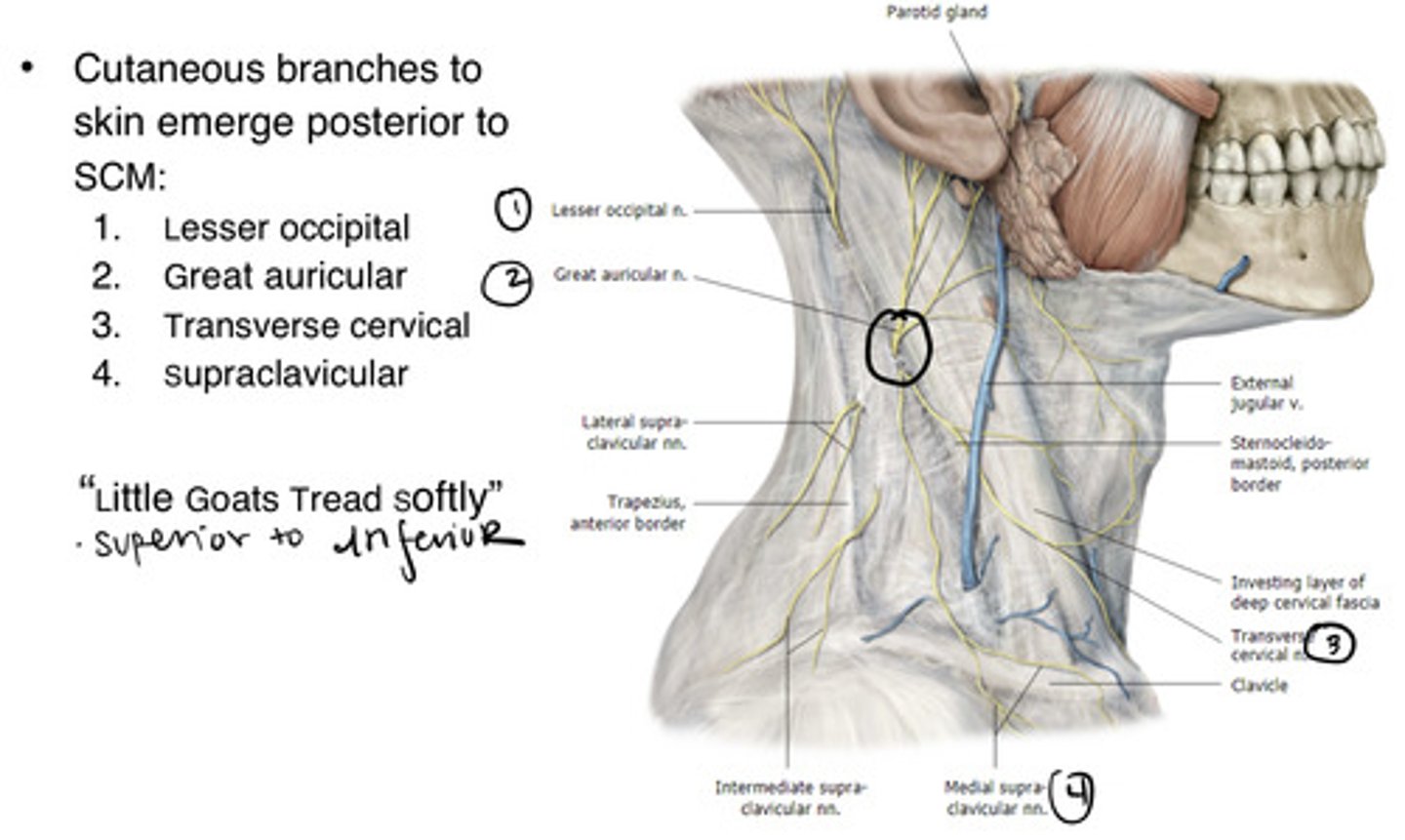 <p>network of blood vessels between reticular layer and hypodermis</p>