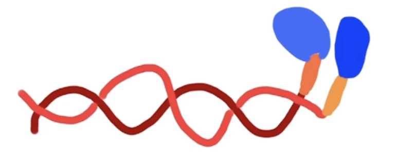 <ol><li><p>Is a protein</p></li><li><p>Makes up the thick filament of the sarcomere</p></li><li><p>Has 2 chains that form a helix</p></li><li><p>Has 2 arms and 2 heads</p></li></ol><ul><li><p>Together they form a cross bridge</p></li></ul><ol start="5"><li><p>Heads have binding sites for ATP, and for actin and a catalytic site (ATPase).</p></li></ol>