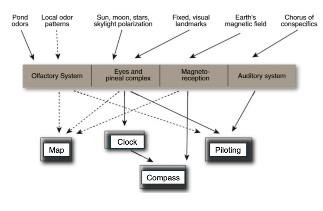 <p>Olfactory system: use of odors (such as pond odors or local odor patterns)</p><ul><li><p>indirectly create a map and pilot </p></li></ul><p>Eyes and pineal complex: use of sun, moon, stars, skylight polarization </p><ul><li><p>directly create clock and compass and pilot </p></li><li><p>indirectly create map</p></li></ul><p>Magneto-reception: use of earth’s magnetic field </p><ul><li><p>directly create compass </p></li><li><p>indirectly create map</p></li></ul><p>Auditory system: chorus of conspecifics </p><ul><li><p>directly pilot </p></li></ul><p></p>