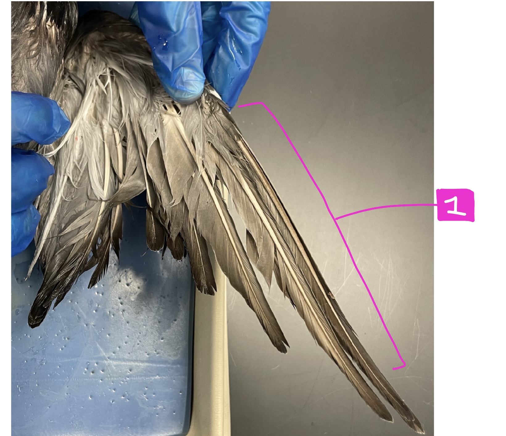 What feature of the external anatomy is #1?