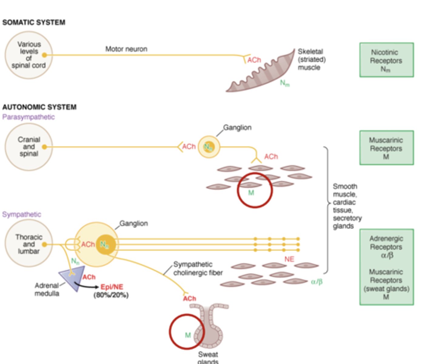 <p>- on smooth muscle tissue, allowing for parasympathetic system regulation of smooth muscle organs with ACh</p><p>- also found on sweat glands controlled by ACh release from the sympathetic system (1 of 3 exceptions to sympathetic regulation of smooth muscle organs with NE) </p>
