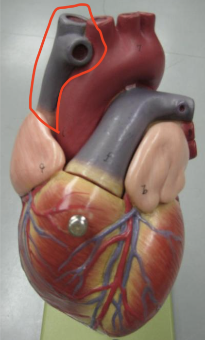 <p>above right auricle most lateral tube</p>