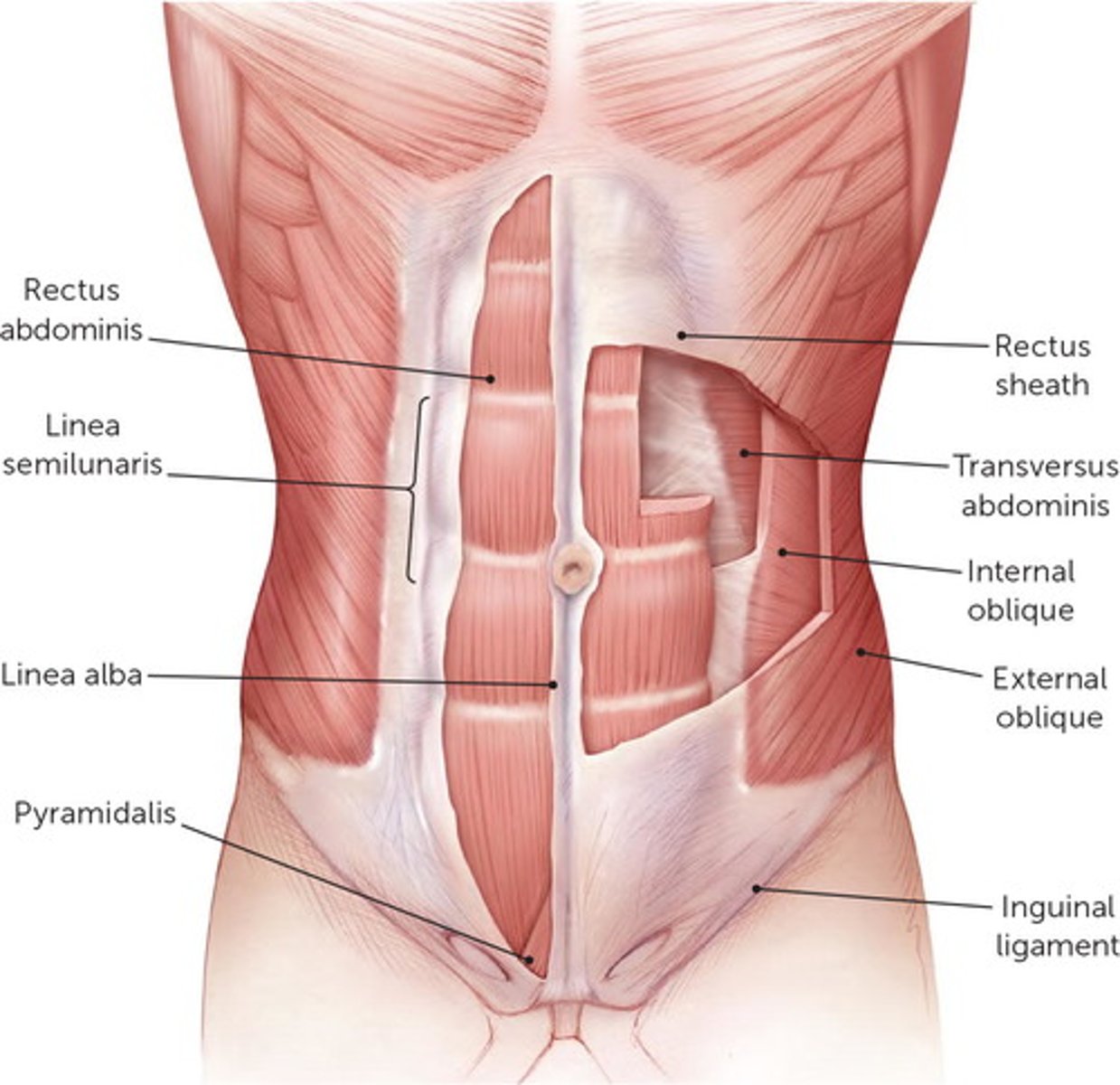 <p>5 paired muscles in anteriolateral wall:<br>3 flat: form layers<br>-external oblique, internal oblique, transverse abdominis<br>2 vertical: contained within texture sheath<br>-rectus abdominis, pyramidalis</p>