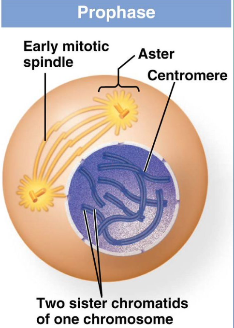 <ol><li><p>chromosomes condense </p></li><li><p>nuclear envelope begins to dissolve</p></li><li><p>early mitotic spindle begins to form</p></li></ol><p></p>