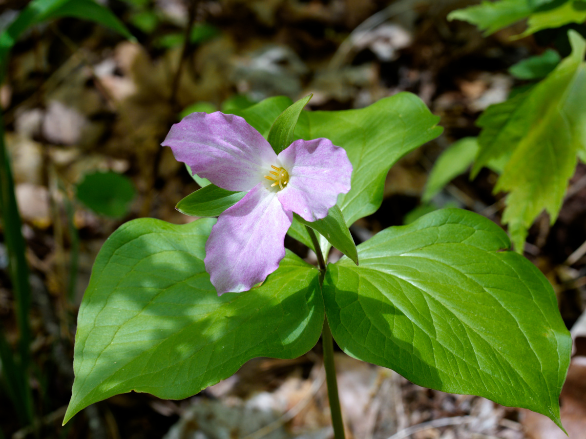 <p>a woodland plant native to the forests of North America, growing as far north as Quebec to as far south as Alabama and Georgia. A spring bloomer, it produces leaves, petals, and sepals, all in groups of three, which emerge from underground rhizomes on stems 8 to 18 inches tall. Each plant has a single white 2- to 3-inch flower that fades to pink as it matures, followed by white berries.</p>