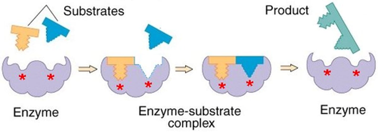 <p>theory that enzyme changes slightly to accommodate an incoming substrate in order to break it into smaller components</p>