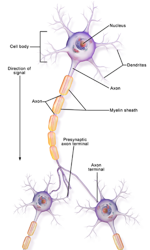 <p>neurons</p>