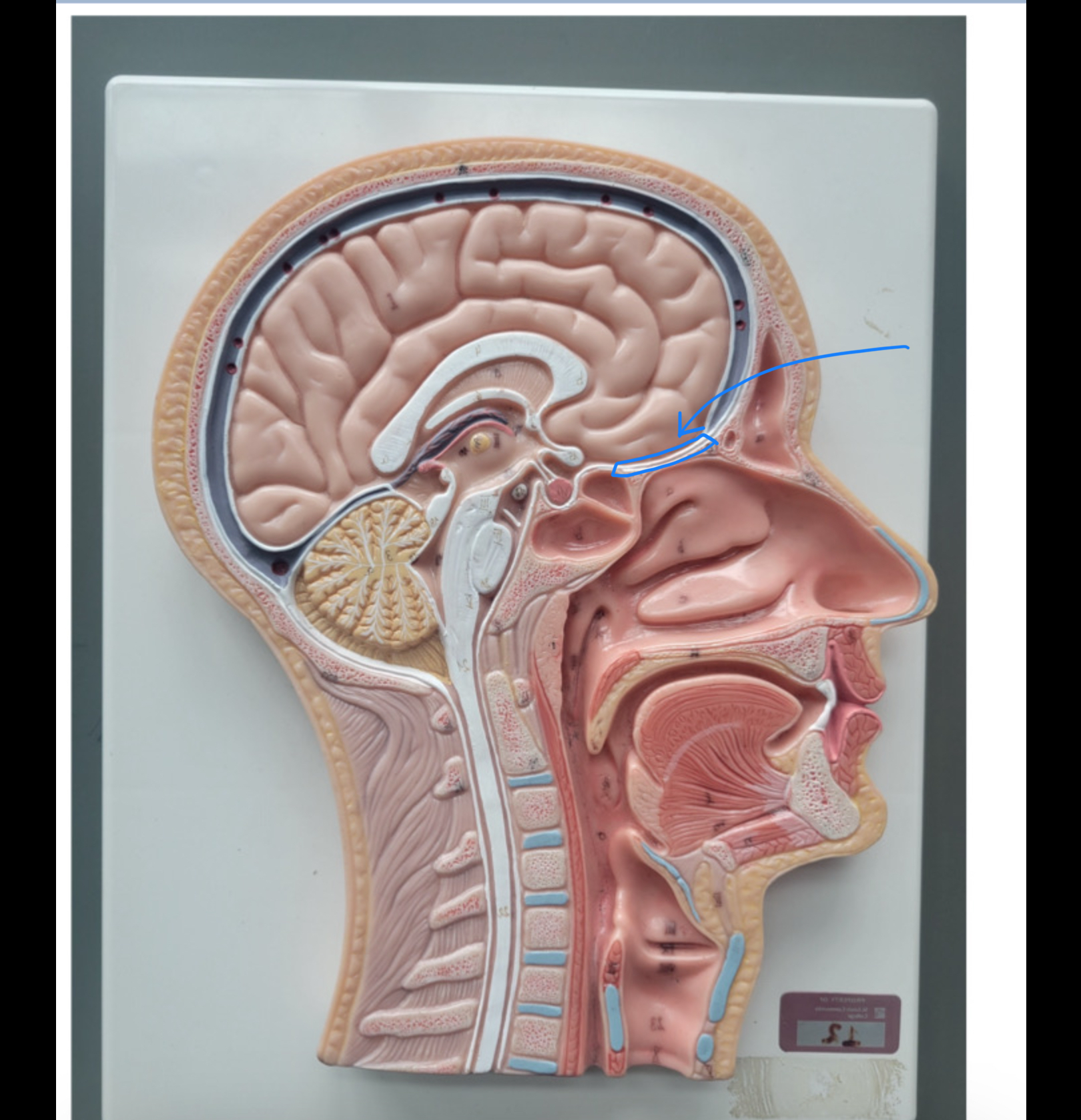 knowt flashcard image