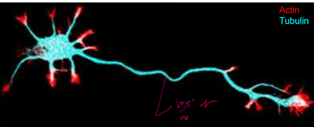 <p>Axons are long, skinny, and stabilized by microtubules that end at their plus ends. These along with actin concentrated tips allow growth</p>