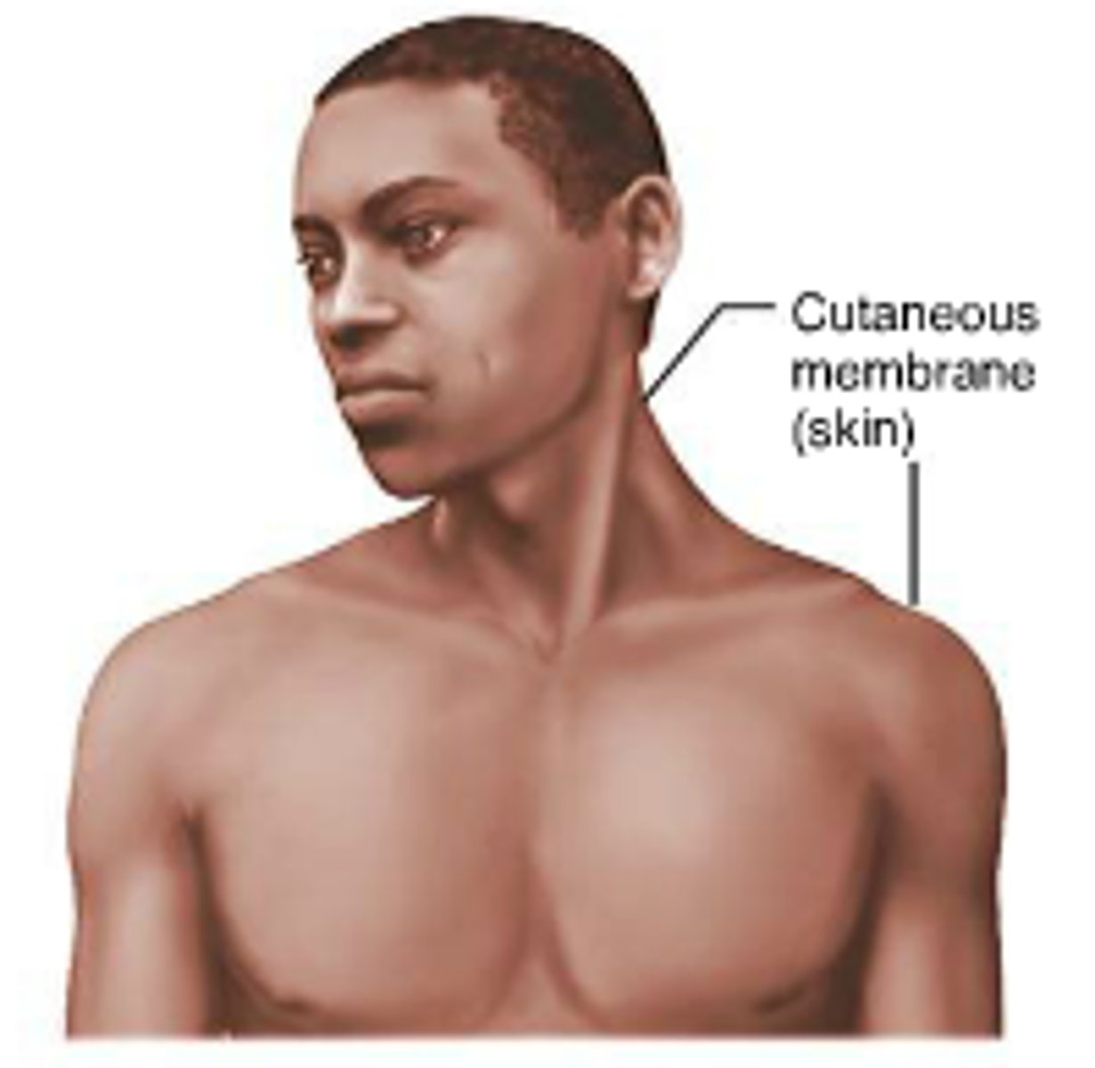 <p>Skin</p>