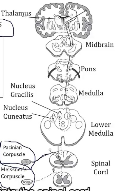 <p>-sensory; the brain</p><p>-vibration, proprioception, and fine touch</p><p>-spinal nerves; spinal cord; gracilis(lower) and cuneatus(upper); VPL thalamus; cortex</p><p>-medulla; spinothalamic tracts</p>
