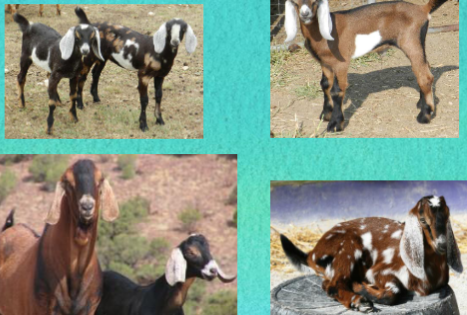 <ul><li><p><span style="color: rgb(0, 0, 0);">Have a high butterfat content of their milk, however, the breed produces less milk than other dairy breeds</span></p></li><li><p>is large in size and carries more flesh than other dairy breeds.</p></li><li><p><span style="color: rgb(0, 0, 0);">Have large, pendulous ears that extend beyond the muzzle, and a “Roman” nose.</span></p></li><li><p><span style="color: rgb(0, 0, 0);">Colors and markings can be any color.</span></p></li><li><p><span style="color: rgb(0, 0, 0);">Are sociable and vocal.</span></p></li><li><p><span style="color: rgb(0, 0, 0);">Bucks: 175 lbs.</span></p></li><li><p><span style="color: rgb(0, 0, 0);">Does: 135 lbs.</span></p></li></ul><p></p>