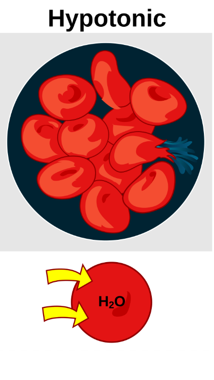 <p>having a lower osmolality (concentration of solutes) than the extracellular fluid</p>