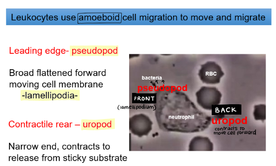<ul><li><p><strong>leading edge</strong> (pseudopod)</p><ul><li><p>branched F-actin generates the pseudopod (lamellipodia) to move front of cell forwards</p></li><li><p>linear F-actin generates filopodia which links to lamellum</p><p></p></li></ul></li><li><p><strong>contractile rear</strong> (uropod)</p><ul><li><p>actin-myosin stress fibres generate cone-shaped rear which contract to move back of cell forward</p></li></ul></li></ul>