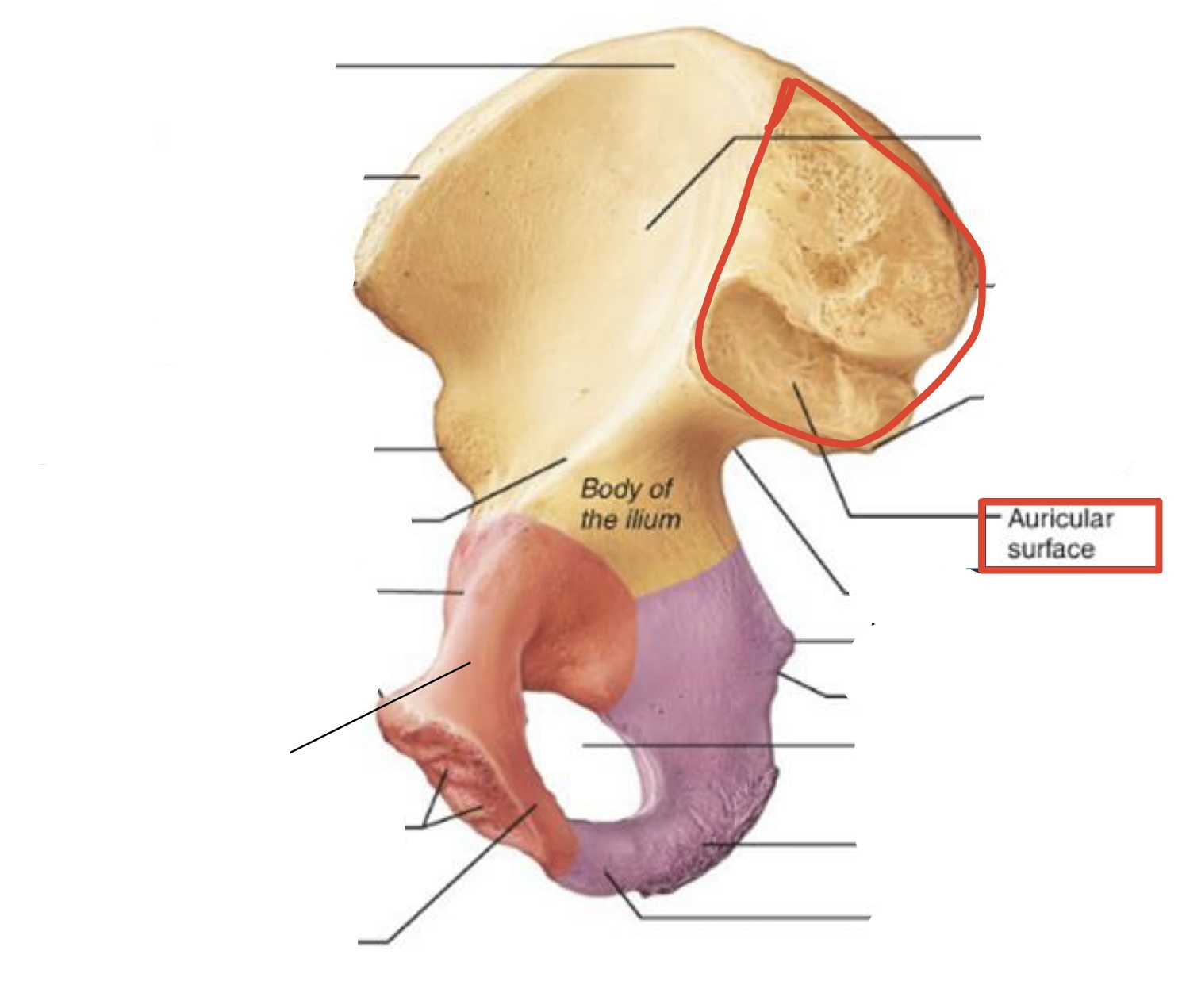 <p><span><span>Auricular surface of the ilium</span></span></p>