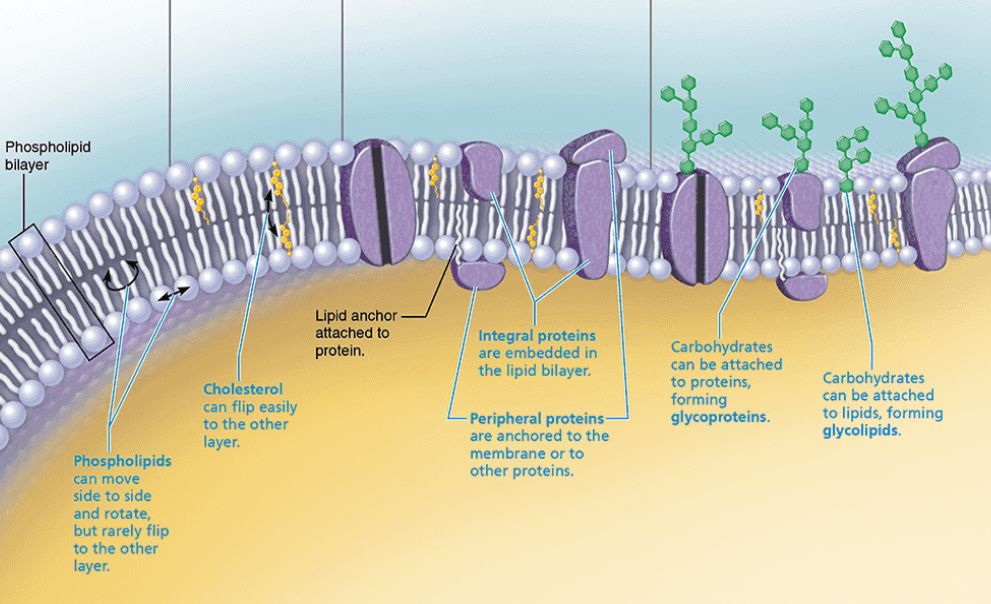 <p>Plasma Membrane</p>