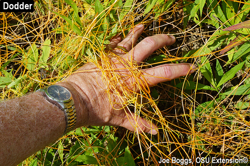 <p>Annual parasitic vine with thin thread-like stems that are yellow to orange; flowers are small and white and bell-shaped.</p>
