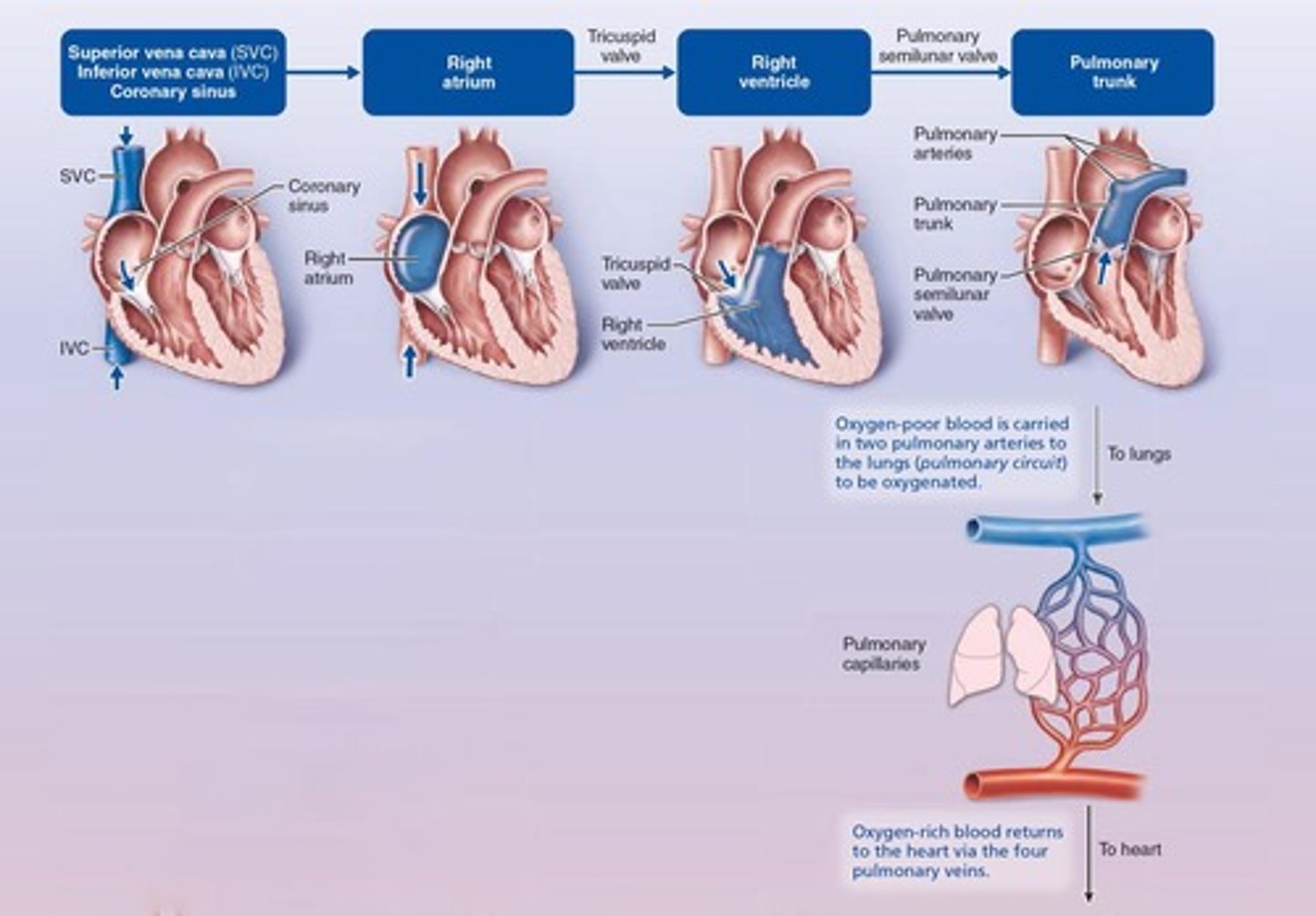 <p>The right side receives oxygen-poor blood from body tissues and pumps it to the lungs.</p>