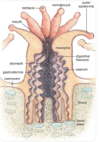 <ul><li><p>is simple</p></li><li><p>tentacles to draw food in, mouth, simple gut system</p></li><li><p>nematocyst- stinging, like jellyfish</p></li><li><p>form an aragonite corallum→ each polyp secretes CaCO3 around and under itself to form a colonial skeleton structure (crystalline)</p></li></ul><p></p>